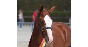 Four top sires deliver jumping champions for BWP elite foals