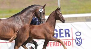 The Brits in a shopping mood for Oldenburg elite foals…