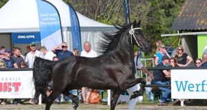 A Friesian Grand Finale concludes 2023 judging season