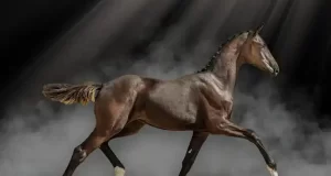 SWB Elite Foal Auction