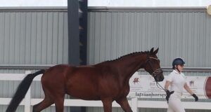 Latvian Warmblood Studbook supports young breeders