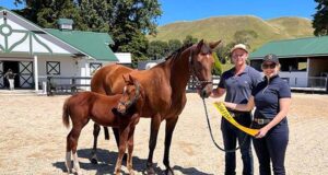 Best of breed: New Zealand Hanoverian Society awards