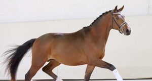 Top price for jumping aspirants: €20,000 for son of Diathago