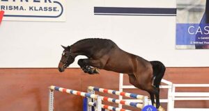 Grading of young Holsteiner stallions ready to begin