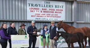 Horse Sport Ireland 2023 Foal Championship
