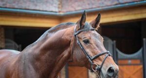 AES: UK Autumn Stallion Gradings Tour