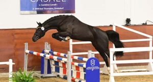 Holsteiner stallions gather for saddle licensing and testing