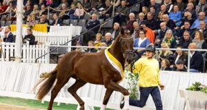 Ten ‘premium’ Hanoverian dressage stallions awarded