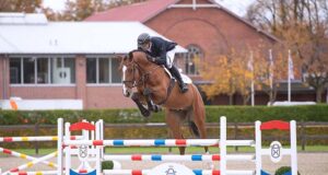 Holsteiner licensing awards champion and premium sires