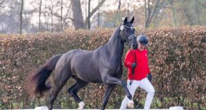 Westfalian stallion son of Total McLaren fetches €700,000
