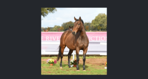 Once-in-a-lifetime opportunity: Riverland Broodmares Auction