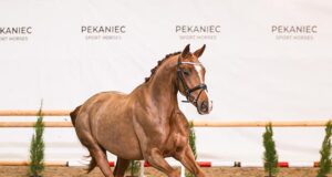 Polish young horses evaluated during Intercarpathia Show