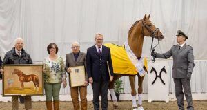 Edward: A true Hannoveraner stallion of the year