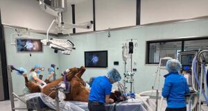 Innovation, collaboration, and professionalization for Mariën