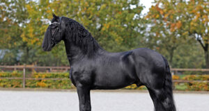 Nine studbook stallions added to KFPS roster for 2024