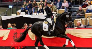 First Advent weekend sees Trakehner mare power