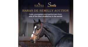 Home-bred selection of Semilly horses for sale