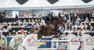 Diarado: French genetics bloom in Holsteiner bloodlines