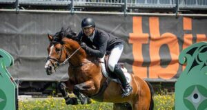 Canadian Warmblood 2023 Stallion Licensing