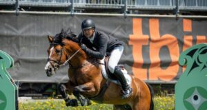CWHBA Stallion Service Auction: Start the New Year right!
