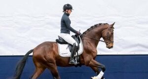 Raas R: super champion 3yo at AES Stallion Grading Poland
