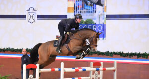 Captivating Holsteiner Verband stallions