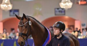Oldenburg honours Hickstead White and champion stallion