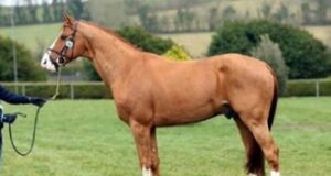 Irish Sport Horse stallions receive five-star upgrade