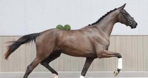 Valuable international interest in Westfalian youngsters