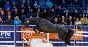 New KWPN stallions: Athletic ability and performance genes