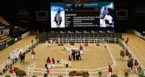 Herning welcomes Danish Warmblood stallion licensing