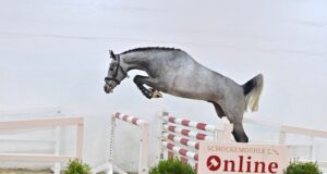 Schockemöhle Young Jumpers: Bid online NOW!