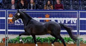 Quality across the board brings 46 selected dressage stallions