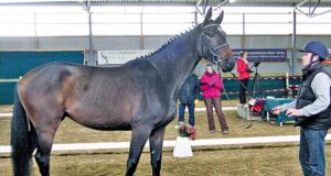 ESH quartet at showjumping’s top level, no miracle!