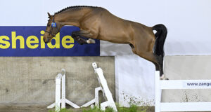 €340,000 record Zangersheide price at stallion auction