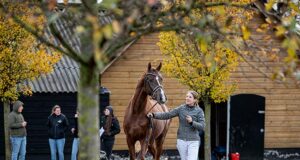 AES UK and AES Netherlands Spring Stallion Gradings