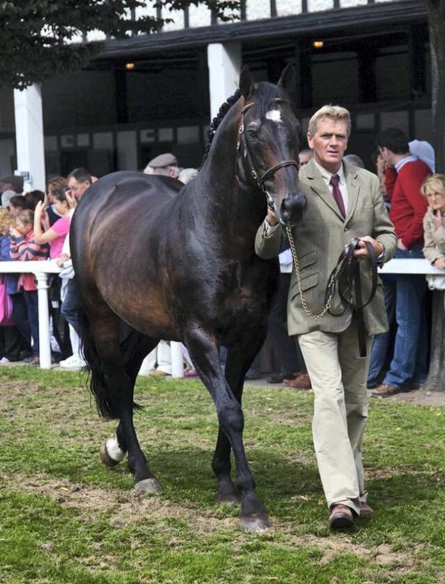 Impressive rankings results for traditionally bred Puissance Breeding