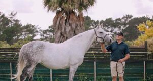 NZ Warmblood Association stallion and mare inspections