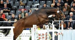 CWHBA 2024 Stallion Service Auction completes first round