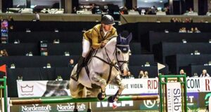 Diarado: Swedish Warmblood Stallion of the Year