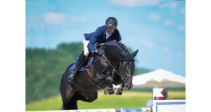 Diarado: Stallion of the Year for Swedish Warmblood