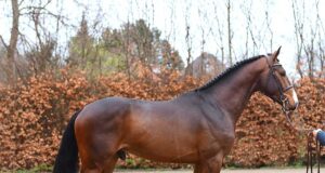 Common cause a success for Holsteiner Stallion Days