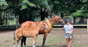 NZ Hanoverian Horse Society 2024 classification tour