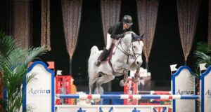 Swedish Warmblood stallions awarded higher merit class
