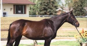 The joy of breeding a Canadian Warmblood champion