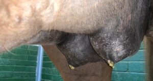 Foaling: How do I prepare my mare to foal?