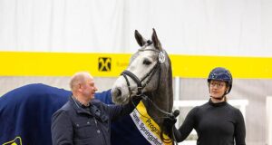 Hanoverian jumper breeding program premiere success