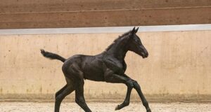 Holsteiner Verband foal auction during Hamburg Derby: May 9