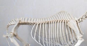 KWPN Veterinary Advisory Committee reassesses PROK