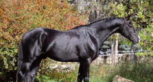 Canadian Warmblood revised stallion performance test trial